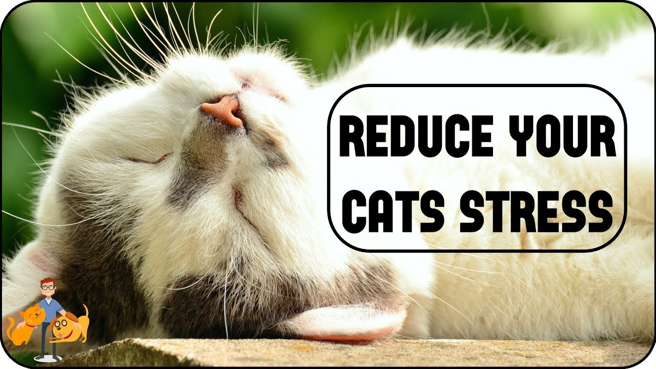 7 Simple Steps To Reduce Stress In Cats Youtube