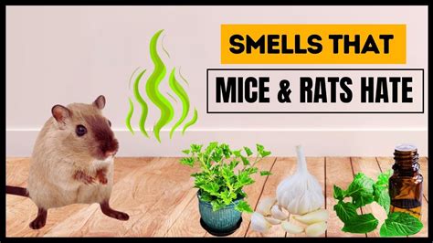 7 Smells That Mice And Rats Hate They Won T Come Back Ever Youtube