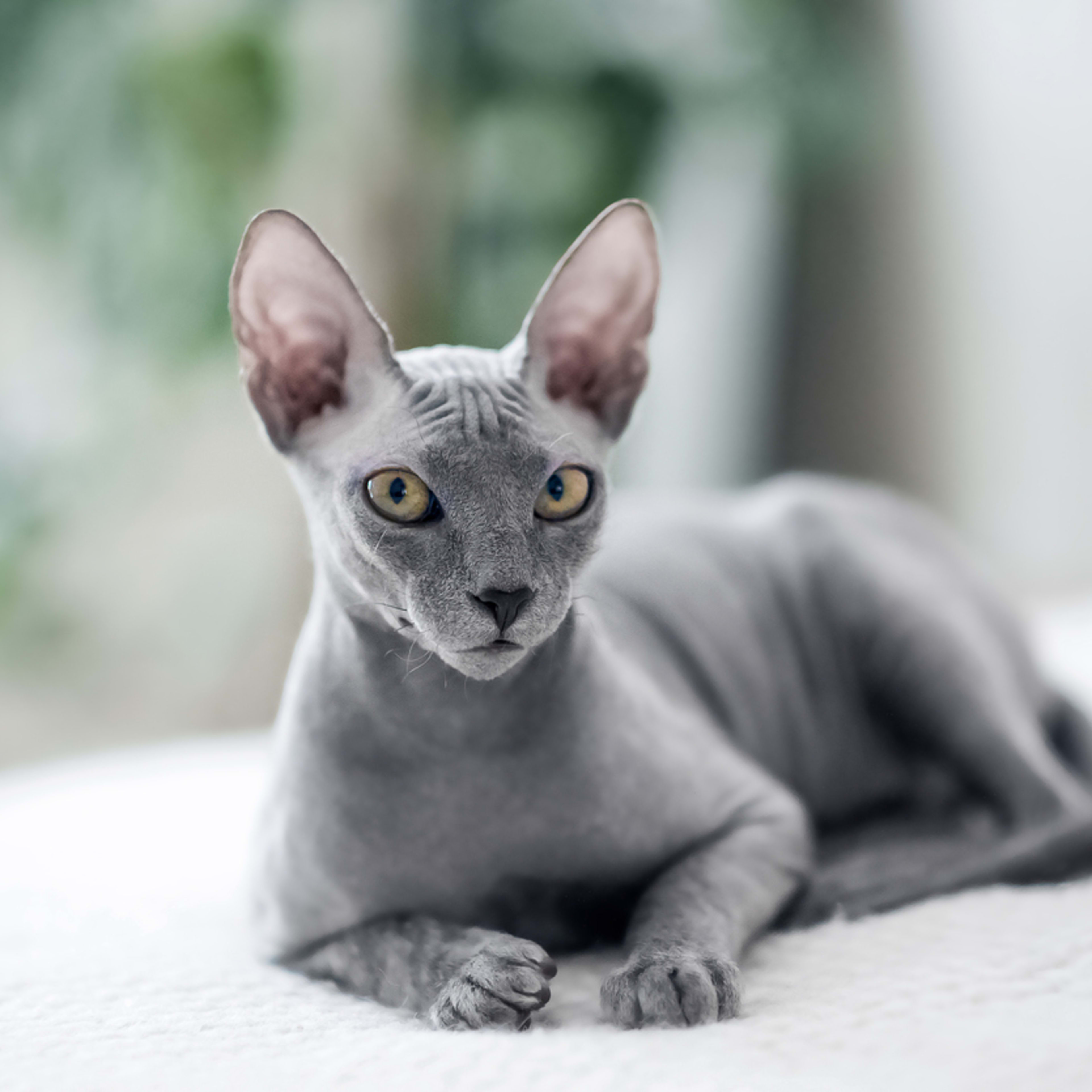 8 Rare And Hairless Cat Breeds