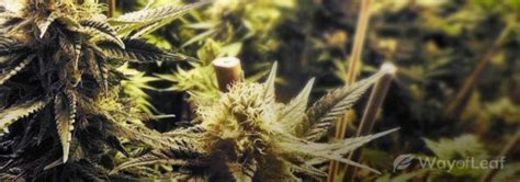 8 Tips For Cultivating Og Kush Marijuana Grower S Guide