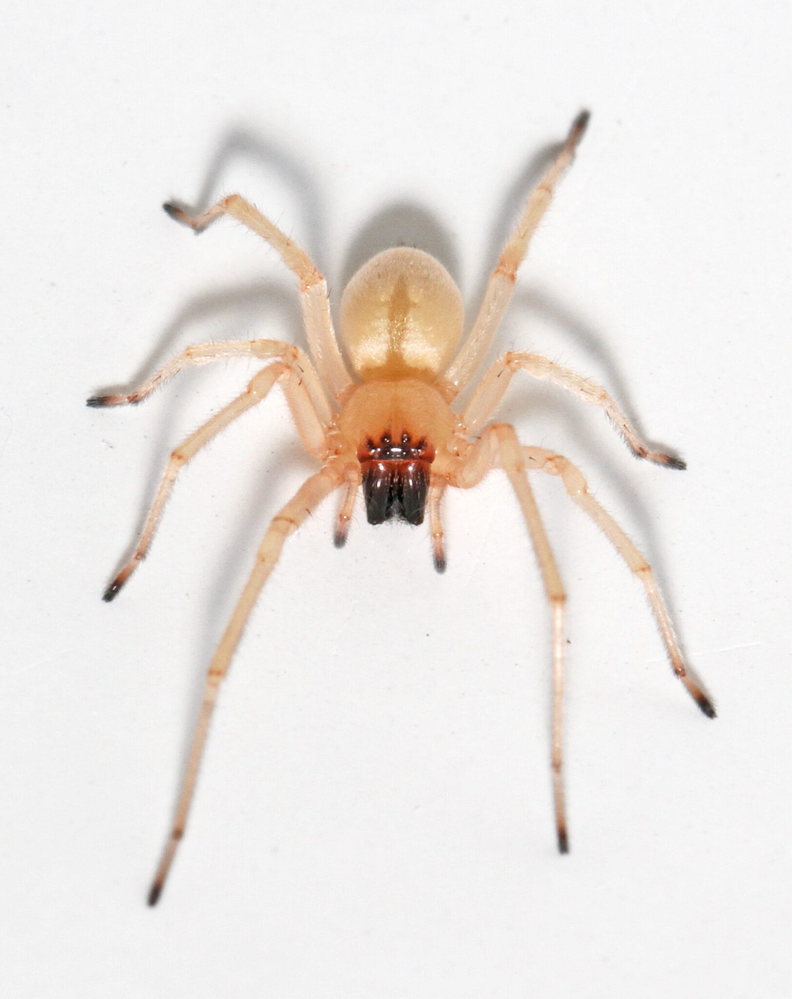 9 Fascinating Facts About Broad Faced Sac Spider Facts Net