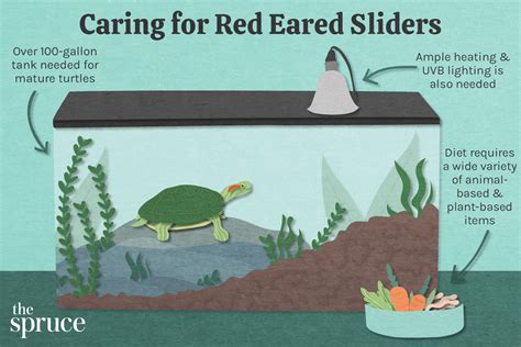 A Guide To Caring For Pet Red Eared Sliders