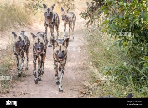 A Pack Of African Wild Dogs Running Stock Photo Alamy