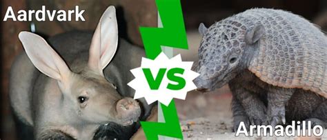 Aardvark Vs Anteater Vs Armadillo