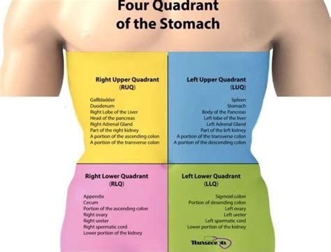 Abdominal Pain 101 For Ems The Abdominal Quadrants