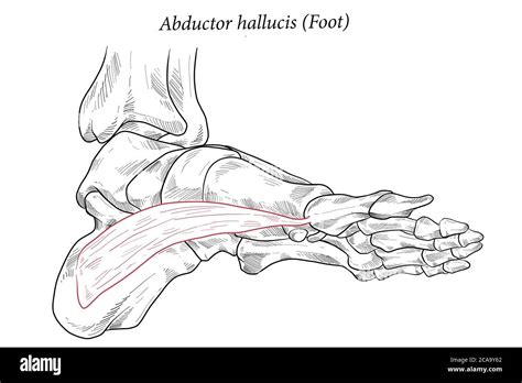 Abductor Hallucis Muscle Foot Stock Vector Illustration Of Accident