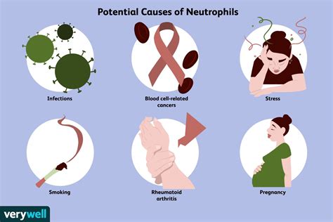 Abs Neutrophils High Symptoms At Robert Hatch Blog
