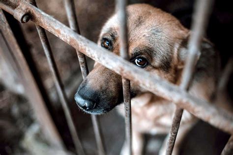 5 Ways Stop Animal Cruelty