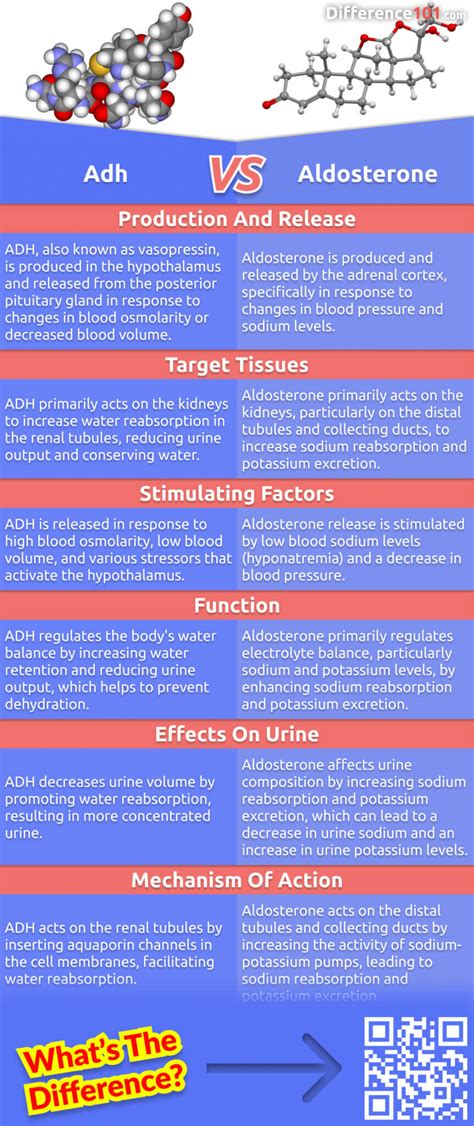 Adh Vs Aldosterone 6 Key Differences Pros Cons Similarities