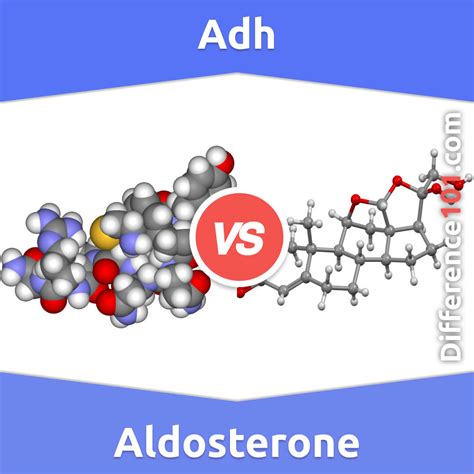 Adh vs Aldosterone Difference