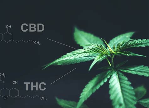 Adhd And Thc