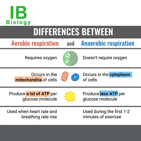 Aerobic Vs Anaerobic Respiration Differences Amp Similarities