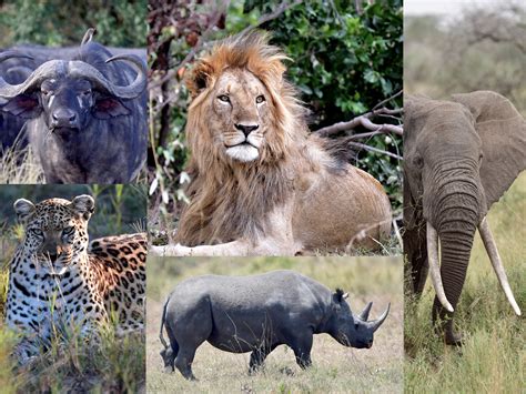 African Big 5 Lion Leopard Elephant Rhino And Buffalo Facts