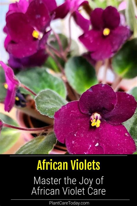 African Violet Care How To Grow African Violet Plants Guide