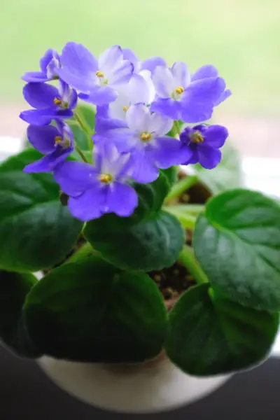 African Violet Houseplant Easy Care Guide Simply Living Nc African