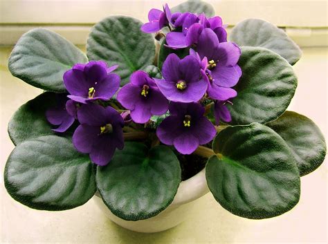 African Violet Plant Care