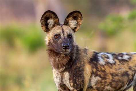 African Wild Dogs Facts