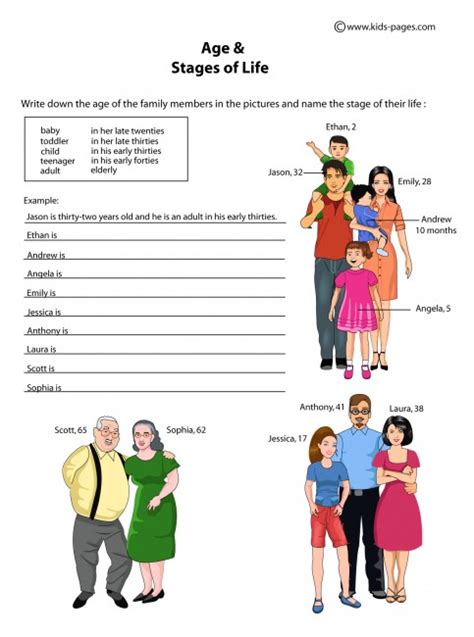 Age And The Stages Of Life Worksheet