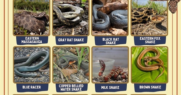 All 17 Snakes In Michigan With Pictures Reptilehow Com