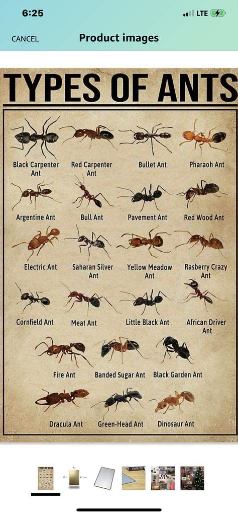 All About Ants Ant Facts Types Insect Library
