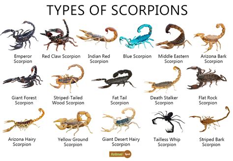 All About Scorpions