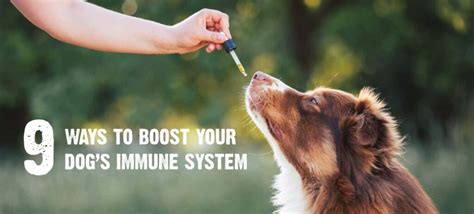 Allergy Shots For Dogs This Is How To Boost The Immune System