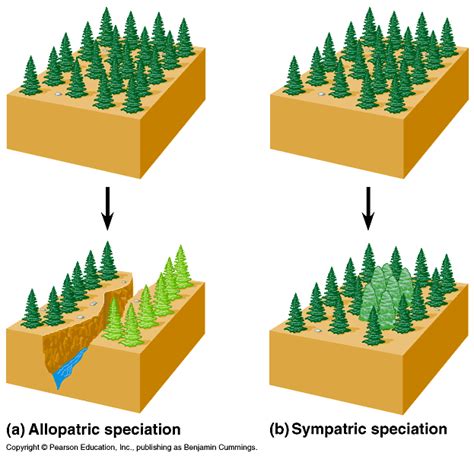 Allopatric Verses Sympatric Speciation Teaching Biology Biology