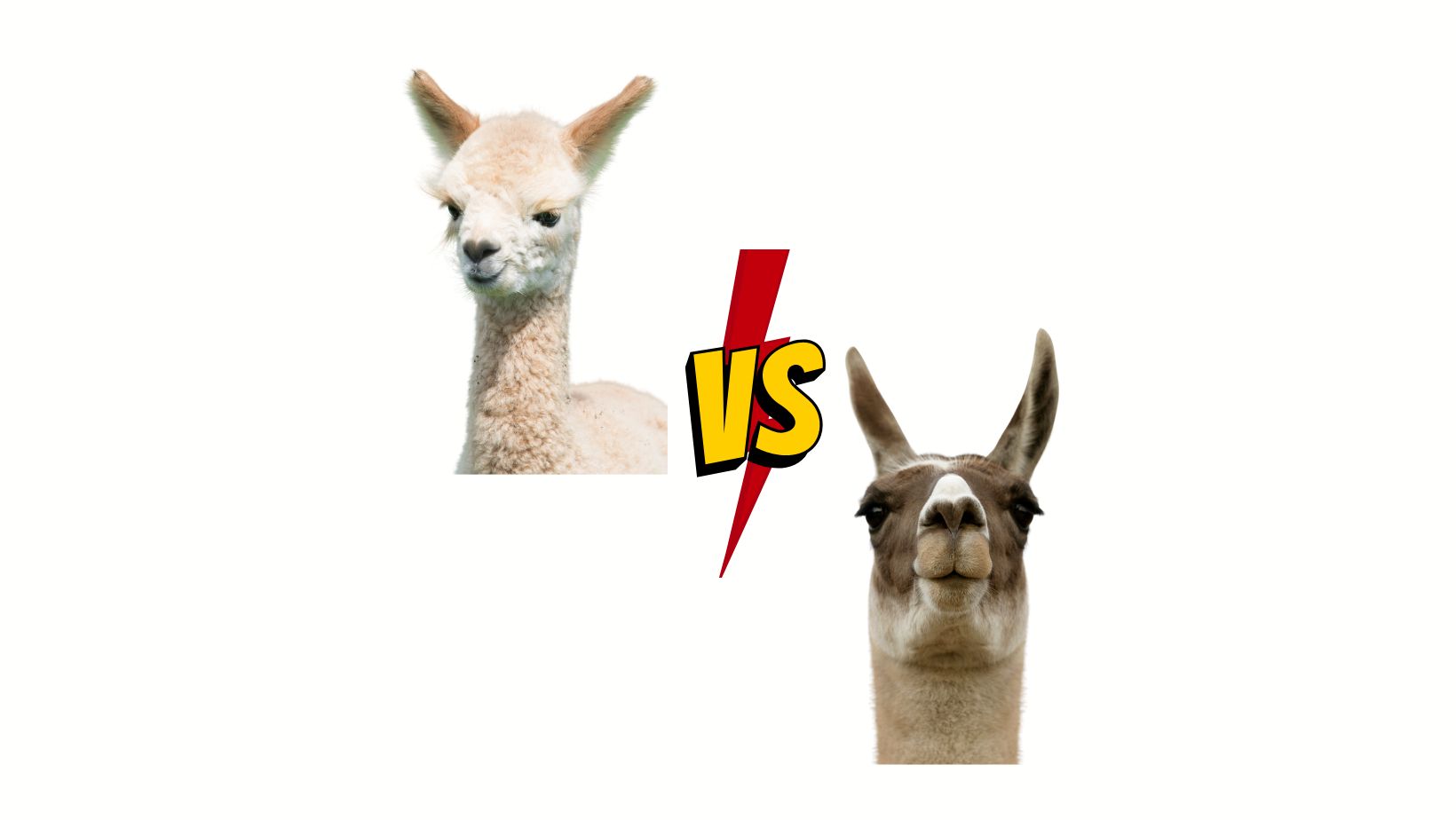 Alpacas And Llamas Differences