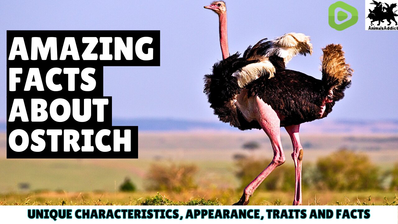 Amazing Facts About Ostrich And Images