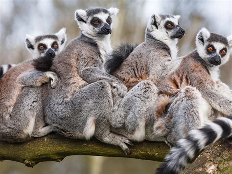 Amazing Facts About Ring Tailed Lemurs Onekindplanet Education