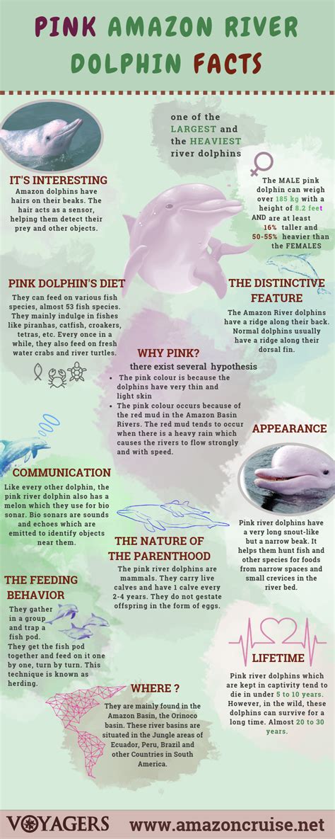 Amazon River Dolphin Facts Pink River Dolphin Fun Facts Information