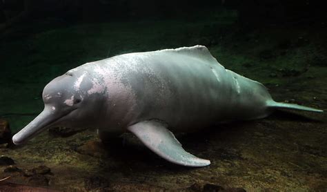 5 Facts About Amazon River Dolphin