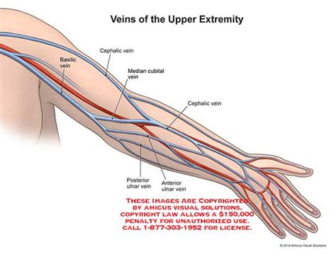 Amicus Illustration Of Amicus Anatomy Upper Extremity Arm Hand Basilic