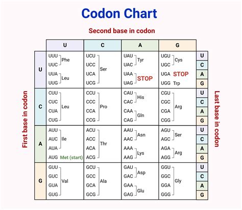 6 Amino Acid Codon Charts