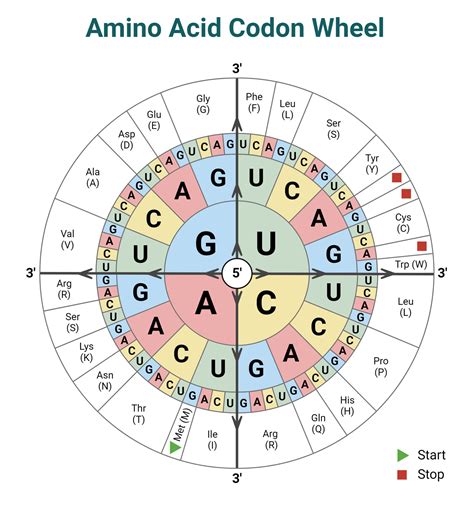 Amino Acids Codon Chart Table And Rna Codon Wheel Microbiologystudy