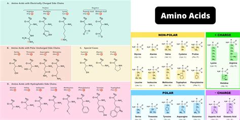 Amino Acids Have Two Functional Groups At Keila Mcalister Blog