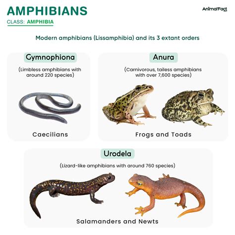 Amphibian Characteristics
