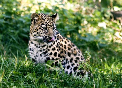 Amur Leopard Information Wildcats Conservation Alliance