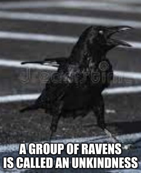 An Unkindness Of Ravens Imgflip