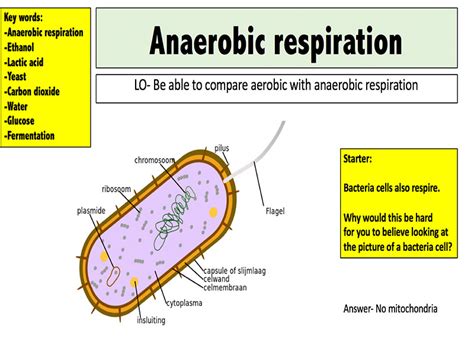 Anaerobic Respiration By Mr Science Teaching Resources Tes