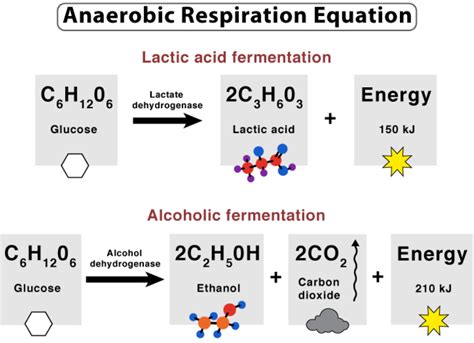 5 Anaerobic Respiration Facts