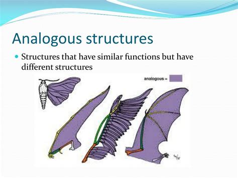 Analogous Structures In Evolution
