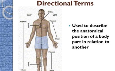 Anatomical Position And Directional Terms Definitions Example Labeled