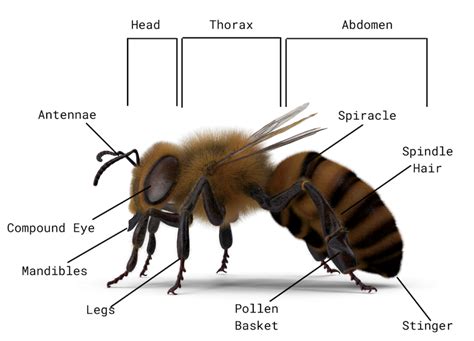 5 Parts Of Bee Anatomy