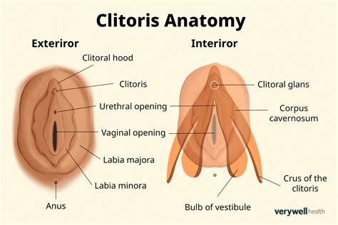 Anatomy Of Clitoris All You Need To Know Healthkart