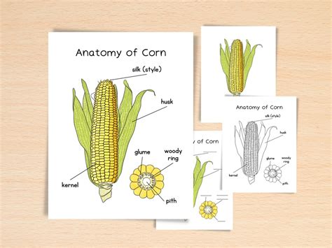 Anatomy Of Corn Charlotte Mason Homeschooling Printable Nature Study