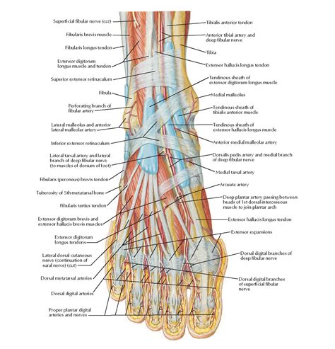 Anatomy Print Muscles Of Dorsum Of Foot Superficial