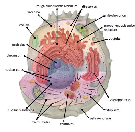 Animal Cell Diagram Labeled Cytoskeleton