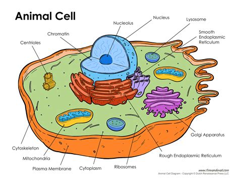 Animal Cell Diagram Explained