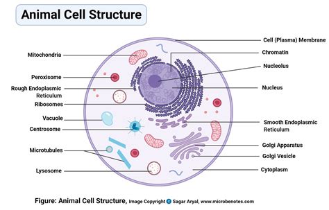 Animal Cell Labeled Diagram